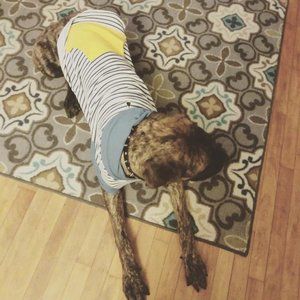 3XL Dog Hoodie
